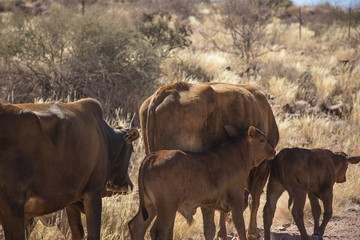 Grazing cows in Namibia