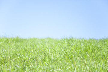 Obraz premium 草と空