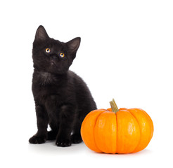 Cute black kitten next to a mini pumpkin isolated on white