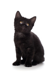 Fototapeta premium Cute black kitten isolated on a white background