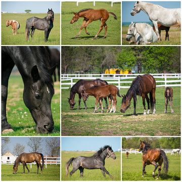 collection of horses pictures