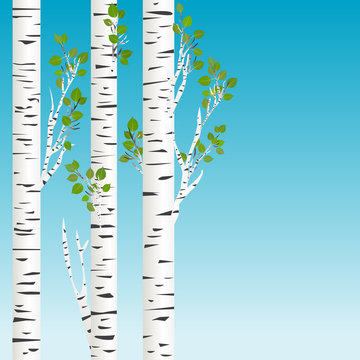 Birch trees with green leaves background