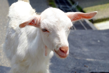 子やぎ