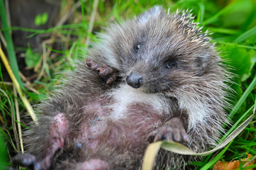 Western European Hedgehog (Erinaceus) curled up into a ball