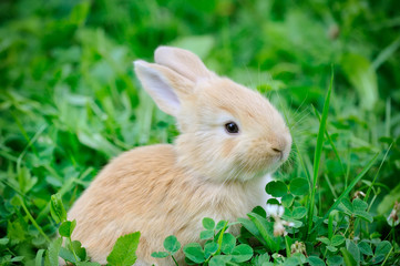 Little rabbit in green grass
