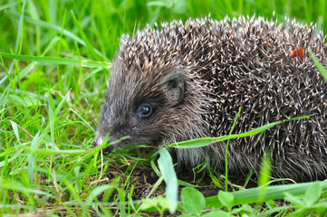 Western European Hedgehog (Erinaceus) in a grass