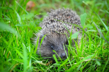 Western European Hedgehog (Erinaceus) in a grass