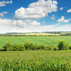 corn field and blue sky