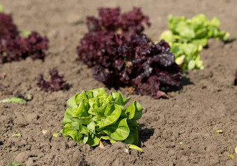 Lettuce in garden