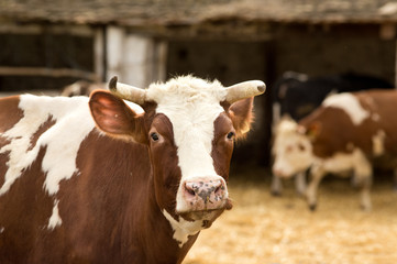 Cow portrait