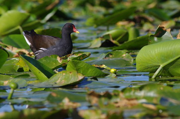 Pose matinale du cygne tuberculé 2