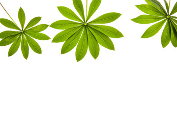 green leaves