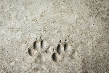 permanent dog imprint