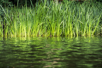 Green reeds on the lake shore