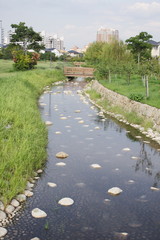 Fototapeta premium 小川