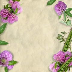 赤詰草　フレーム