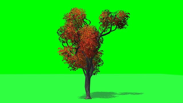 tree japanese angelica fall green with shadow on green screen