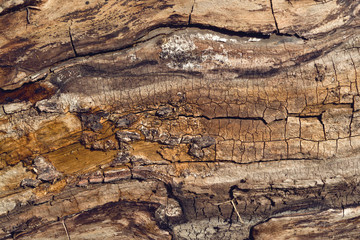 Old walnut tree trunk texture