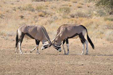 Oryx fighting