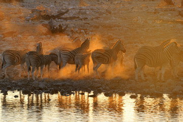 Fototapeta na wymiar Zebra sunset at Okaukeujo, Namibia
