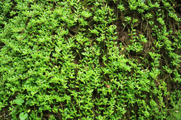 Green Background Texture