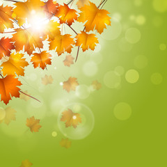 Obraz na płótnie Canvas Autumn Fading Leaves