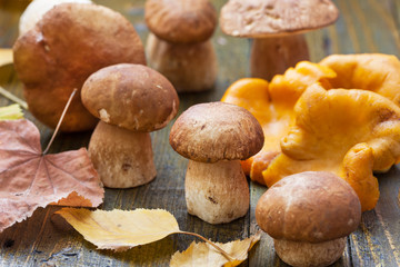 Edible mushrooms, boletus and chanterelles