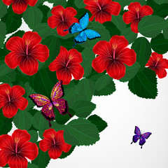 Floral design background. Hibiscus flowers with butterflies.