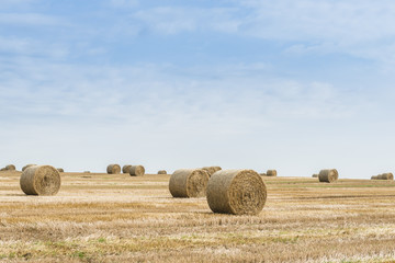 Fototapeta na wymiar Straw bales on field in summer-horizontal.