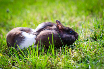 Hamster on the way back from dinner