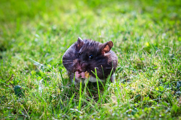 Hamster on grass field