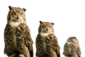 Owl trio