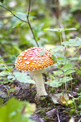 mushroom amanita