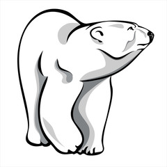 polar bear 2