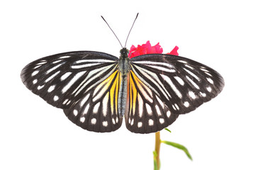 Malayan Wanderer butterfly