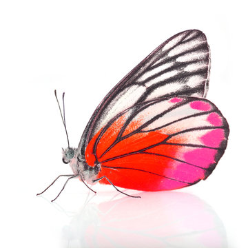 pink and red butterfly