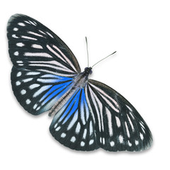  black and blue butterfly