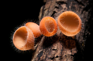 Red Champagne mushrooms (Fungi Cup) on nature background..