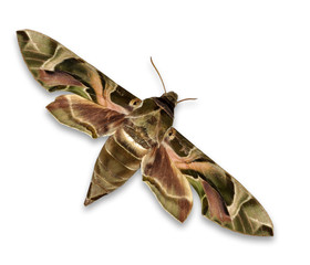 Oleander hawkmoth