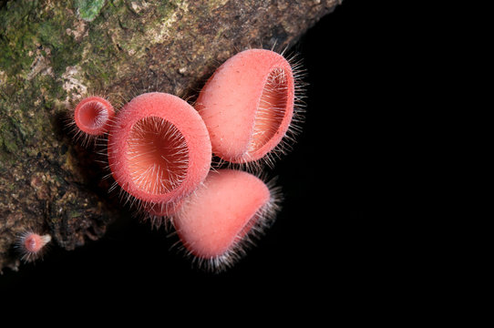 Red Champagne mushrooms (Fungi Cup) on nature background..