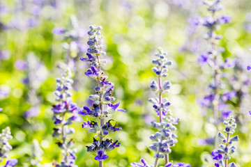 purple flower in sunlight