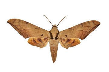 Ochracea Hawkmoth