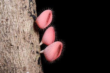 Red Champagne mushrooms (Fungi Cup)