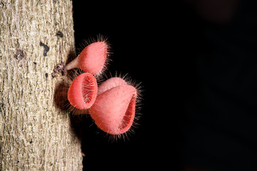 Red Champagne mushrooms (Fungi Cup)