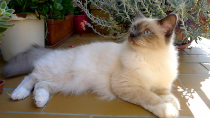 Sacré de Birmanie, chat, terrasse