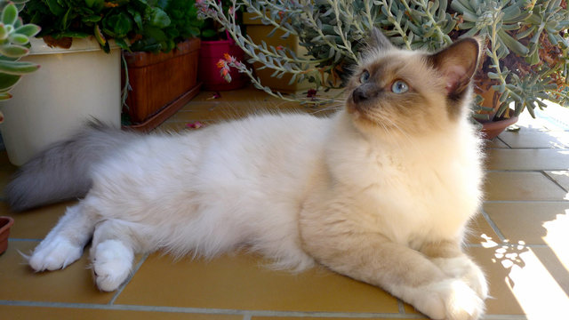 Sacr&eacute; de Birmanie, chat, terrasse