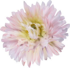 light pink aster flower isolated on white