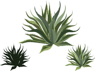 Fototapeta premium agave isolated on white