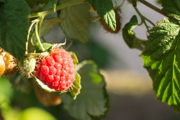 Raspberry berry on a branch shined with the sun