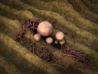 mold, fungus